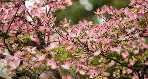 去日本上学理工专业优势是什么