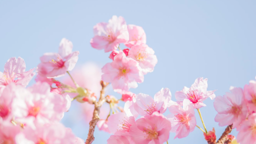 去日本留学需要注意的七件事儿