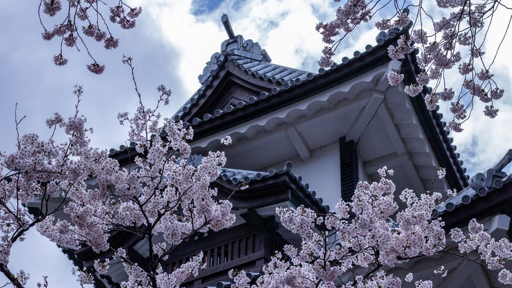 什么是日本交换留学？