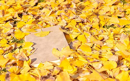 党校大专能报考成人高考有什么专业？