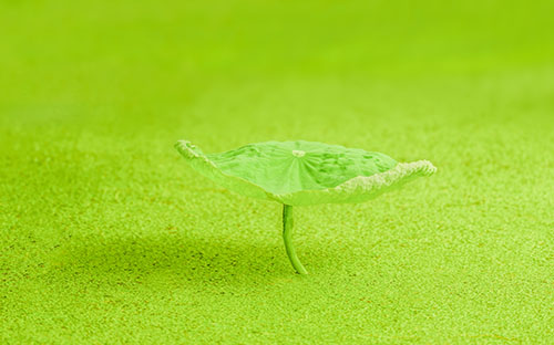 成人高考有哪些报考环节？