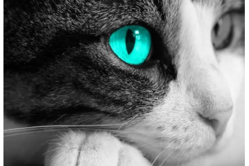 深圳化妆培训学校分享新式两种款色【猫眼妆】 演绎迷离梦幻俏女郎